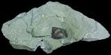 Enrolled Flexicalymene Trilobite In Matrix #5523-1